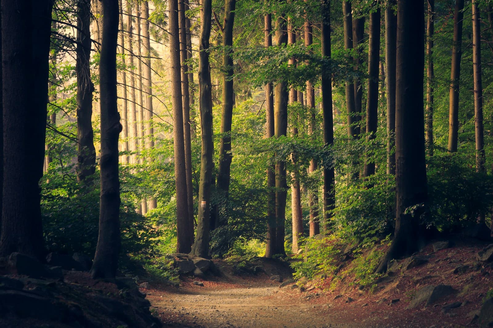 Sunlight through a mature forest canopy